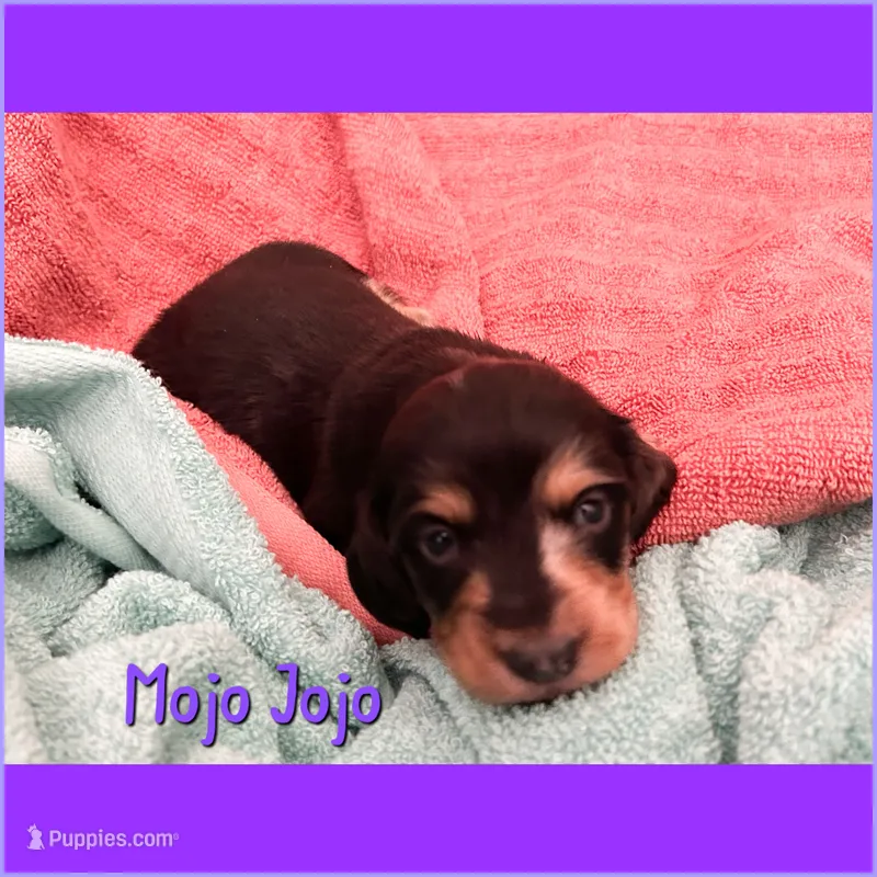 Mojo Jojo – Dachshund puppy for sale in San Antonio, TX