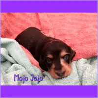 Mojo Jojo, a male Dachshund for sale in San Antonio, TX – 1 of 2