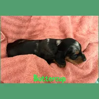 Buttercup, a female Dachshund for sale in San Antonio, TX – 2 of 2