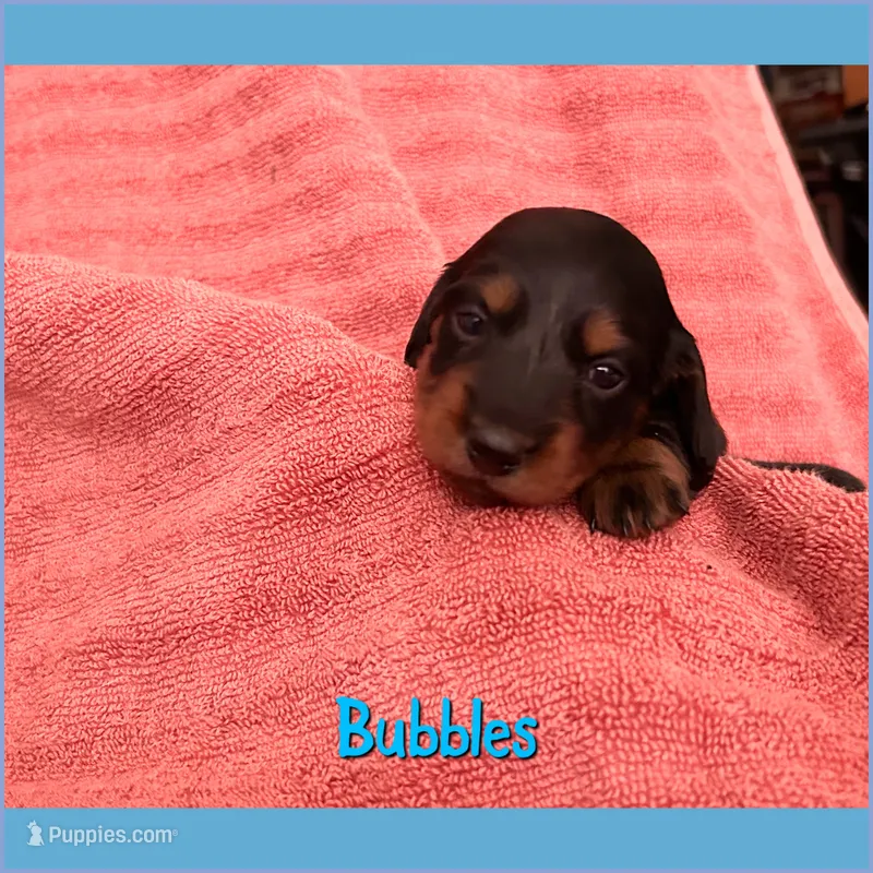 Bubbles – Dachshund puppy for sale in San Antonio, TX