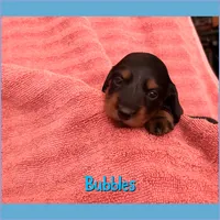Bubbles, a female Dachshund for sale in San Antonio, TX – 1 of 2