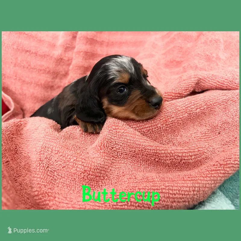 Buttercup – Dachshund puppy for sale in San Antonio, TX