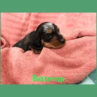 Buttercup, a female Dachshund for sale in San Antonio, TX – 1 of 2