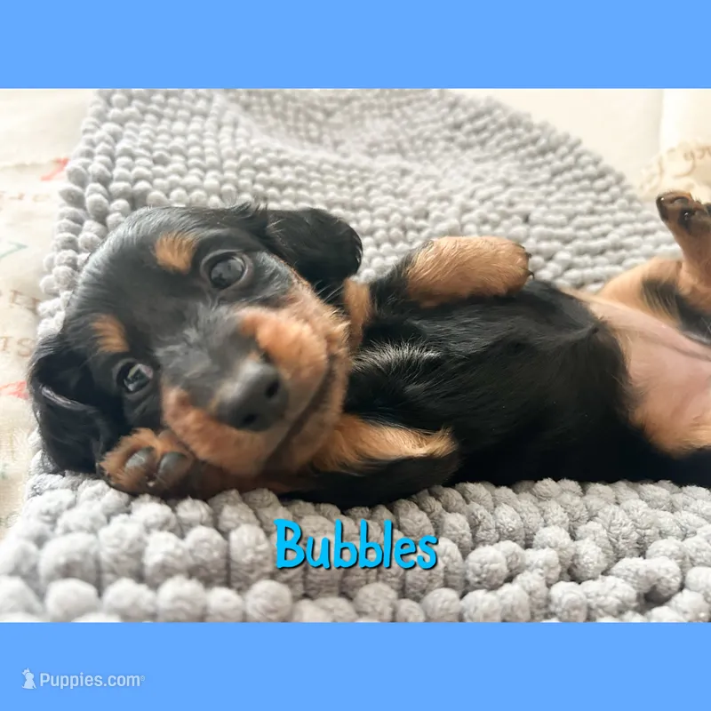 Bubbles – Dachshund puppy for sale in San Antonio, TX