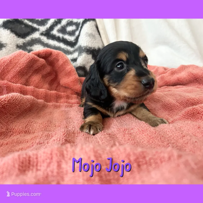 Mojo Jojo – Dachshund puppy for sale in San Antonio, TX