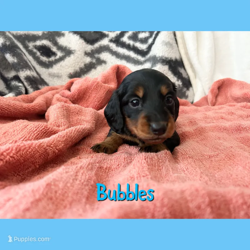 Bubbles – Dachshund puppy for sale in San Antonio, TX