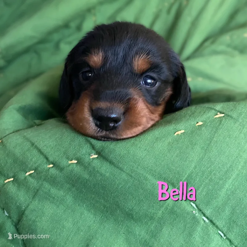 Bella