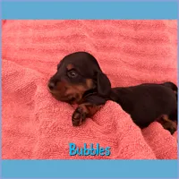 Bubbles, a female Dachshund for sale in San Antonio, TX – 2 of 2