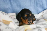 Nessie, a female Dachshund for sale in San Antonio, TX – Photo 1 of 6