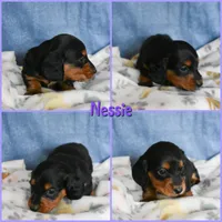 Nessie, a female Dachshund for sale in San Antonio, TX – Photo 2 of 6