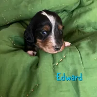 Edward, a male Dachshund for sale in San Antonio, TX – Photo 3 of 6