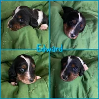 Edward, a male Dachshund for sale in San Antonio, TX – Photo 4 of 6