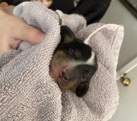 Edward, a male Dachshund for sale in San Antonio, TX – Photo 5 of 6