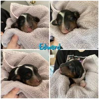 Edward, a male Dachshund for sale in San Antonio, TX – Photo 6 of 6