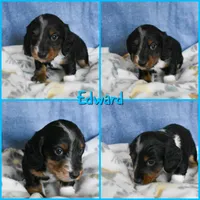 Edward, a male Dachshund for sale in San Antonio, TX – Photo 2 of 6