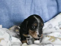 Edward, a male Dachshund for sale in San Antonio, TX – Photo 1 of 6