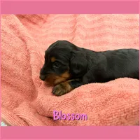 Blossom, a female Dachshund for sale in San Antonio, TX – 2 of 2