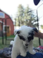 Bandit Too, a male Chinese Crested for sale in Kittitas, WA – Photo 2 of 3