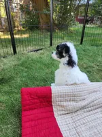 Bandit Too, a male Chinese Crested for sale in Kittitas, WA – Photo 3 of 3