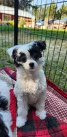 Bandit Too, a male Chinese Crested for sale in Kittitas, WA – Photo 1 of 3