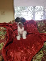 Phantom PP male, a male Chinese Crested for sale in Kittitas, WA – Photo 3 of 8