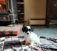 Phantom PP male, a male Chinese Crested for sale in Kittitas, WA – Photo 1 of 8