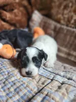 Phantom PP male, a male Chinese Crested for sale in Kittitas, WA – Photo 7 of 8