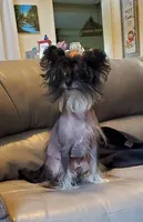 Phantom PP male, a male Chinese Crested for sale in Kittitas, WA – Photo 8 of 8