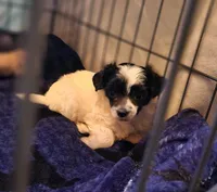 Phantom PP male, a male Chinese Crested for sale in Kittitas, WA – Photo 6 of 8