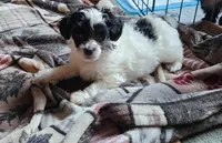 Phantom PP male, a male Chinese Crested for sale in Kittitas, WA – Photo 5 of 8