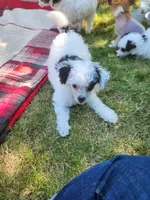 Comin In Hot, a male Chinese Crested for sale in Kittitas, WA – Photo 6 of 6