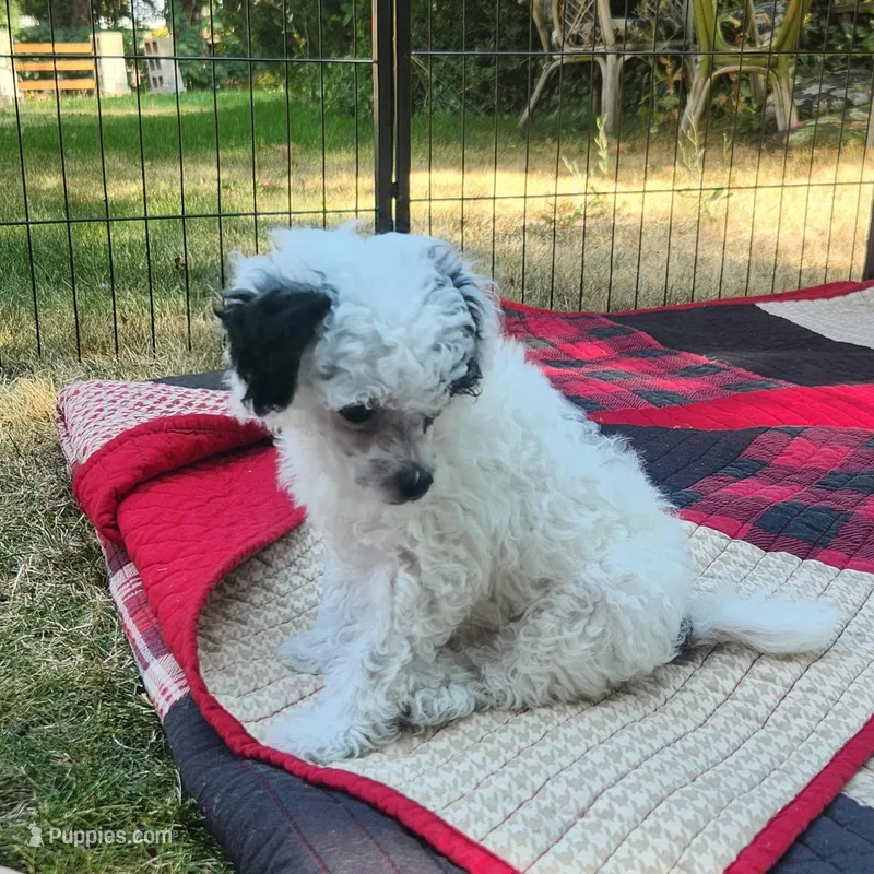 Comin In Hot, a male Chinese Crested for sale in Kittitas, WA – Photo 1 of 6