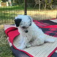 Comin In Hot, a male Chinese Crested for sale in Kittitas, WA – Photo 1 of 6