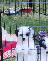 Comin In Hot, a male Chinese Crested for sale in Kittitas, WA – Photo 3 of 6