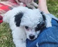 Comin In Hot, a male Chinese Crested for sale in Kittitas, WA – Photo 4 of 6