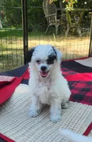 Comin In Hot, a male Chinese Crested for sale in Kittitas, WA – Photo 2 of 6