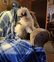 AJ Too, a male Chinese Crested for sale in Kittitas, WA – Photo 3 of 8