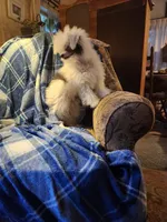 AJ Too, a male Chinese Crested for sale in Kittitas, WA – Photo 8 of 8