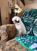 AJ Too, a male Chinese Crested for sale in Kittitas, WA – Photo 4 of 8