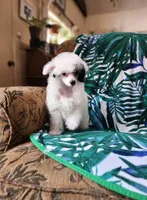 AJ Too, a male Chinese Crested for sale in Kittitas, WA – Photo 2 of 8