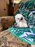 AJ Too, a male Chinese Crested for sale in Kittitas, WA – Photo 5 of 8