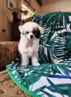 AJ Too, a male Chinese Crested for sale in Kittitas, WA – Photo 6 of 8