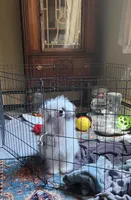 AJ Too, a male Chinese Crested for sale in Kittitas, WA – Photo 1 of 8