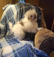 AJ Too, a male Chinese Crested for sale in Kittitas, WA – Photo 7 of 8