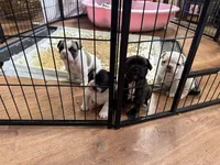 Mark, a male French Bulldog for sale in Tampa, FL – 5 of 5