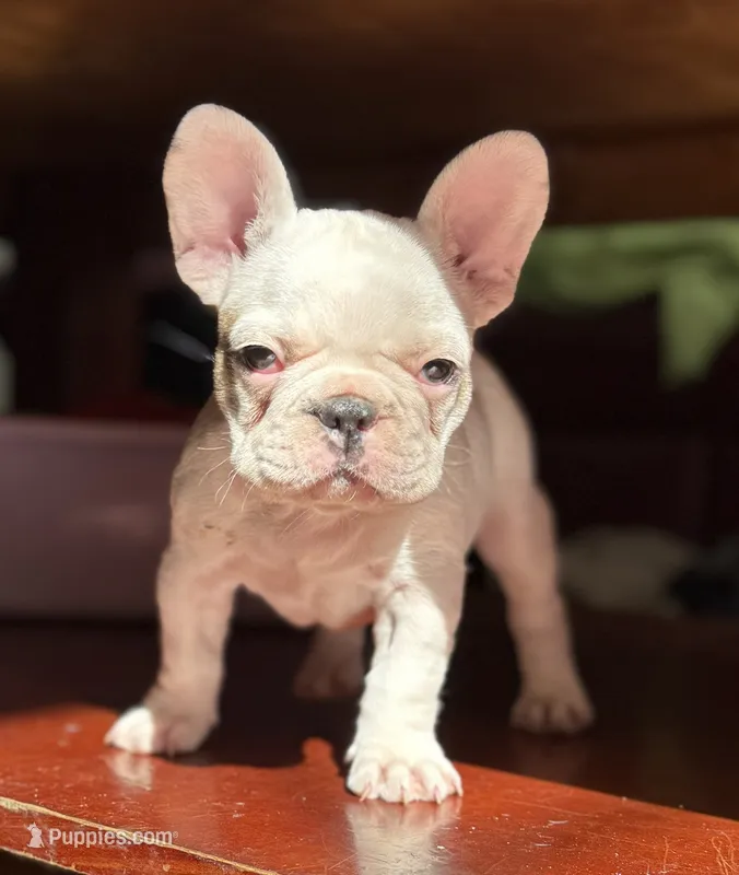Mark – French Bulldog puppy for sale in Tampa, FL