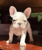 Mark, a male French Bulldog for sale in Tampa, FL – 1 of 5