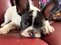 Luke, a male French Bulldog for sale in Tampa, FL – 2 of 5