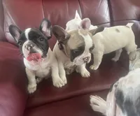 Luke, a male French Bulldog for sale in Tampa, FL – 5 of 5