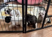 Luke, a male French Bulldog for sale in Tampa, FL – 3 of 5